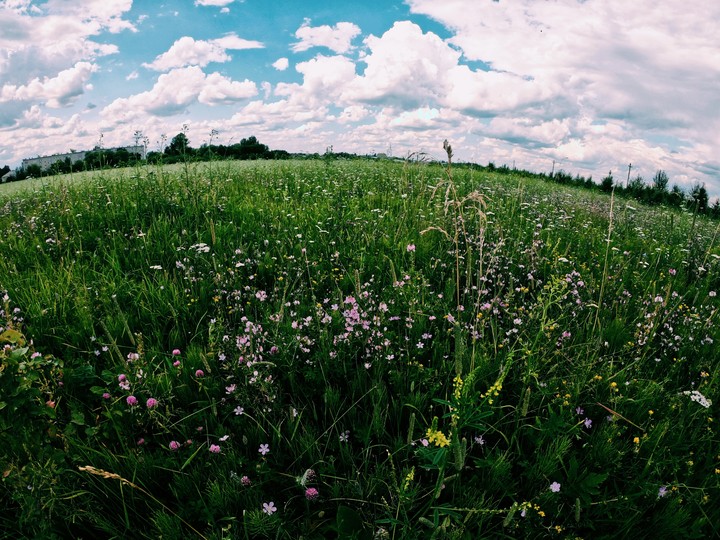 summer field