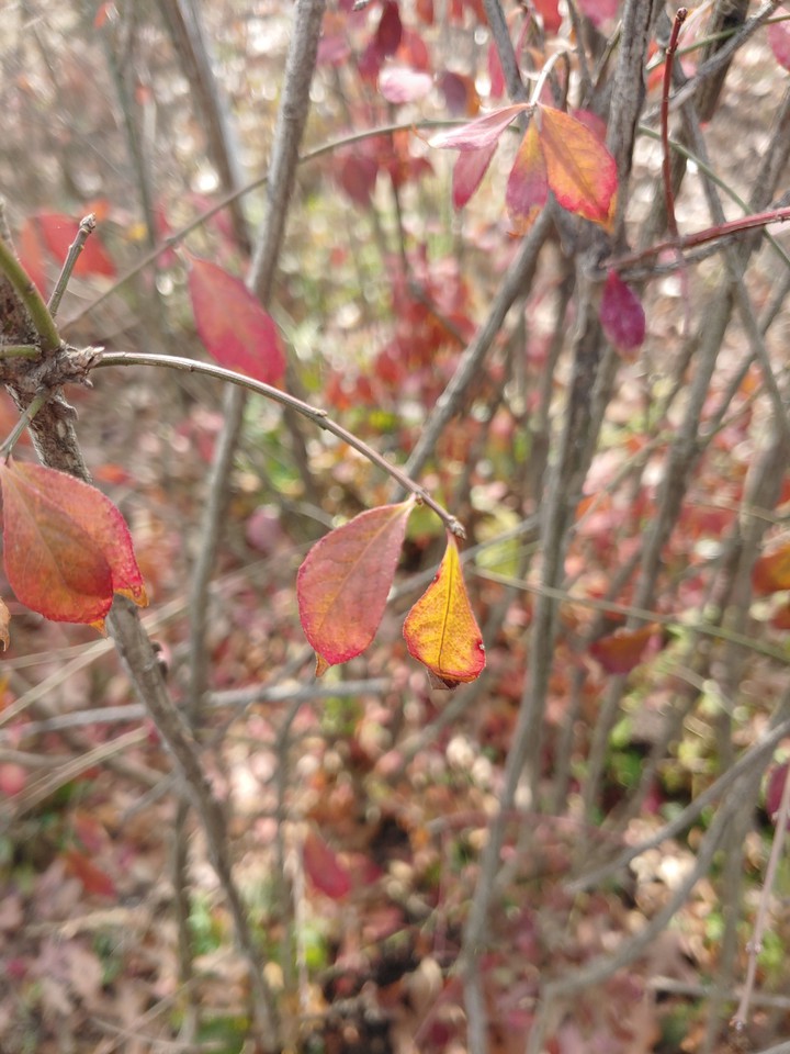 fall(가을)