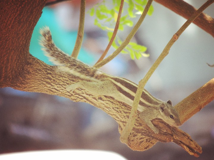 A squirrel