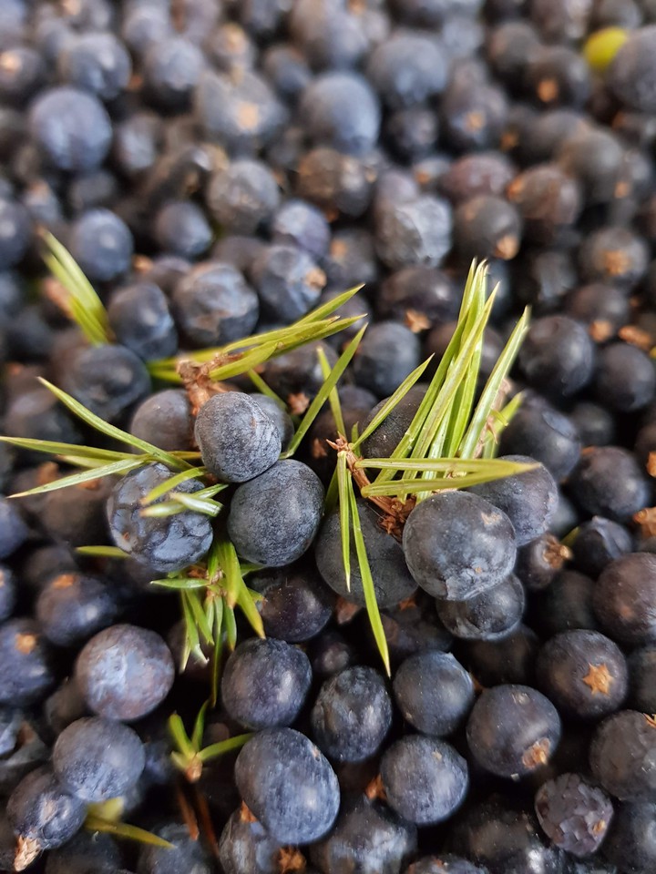 juniper berries