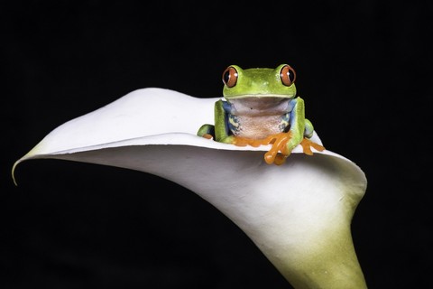 hyla, amphibian wallpapers