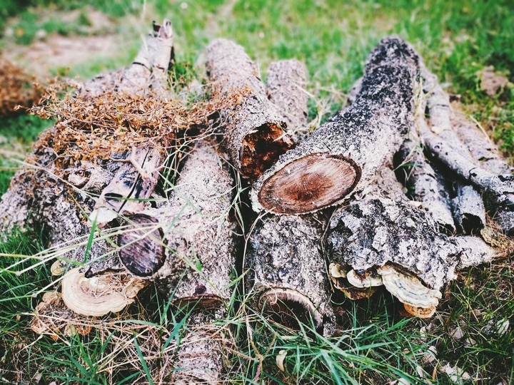 Wood