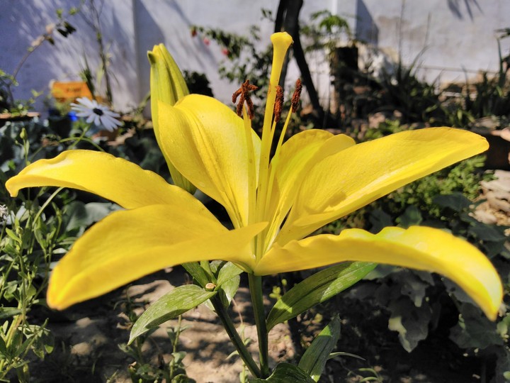illum lily part 3