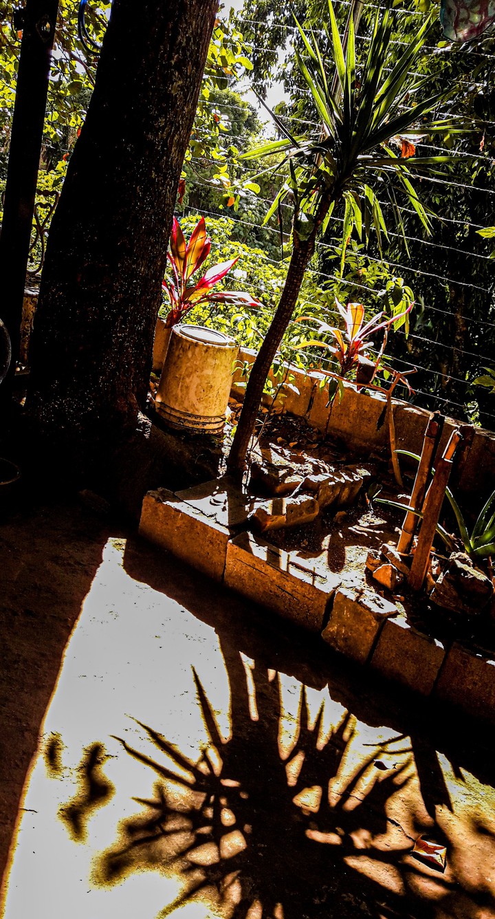 sun in the garden
