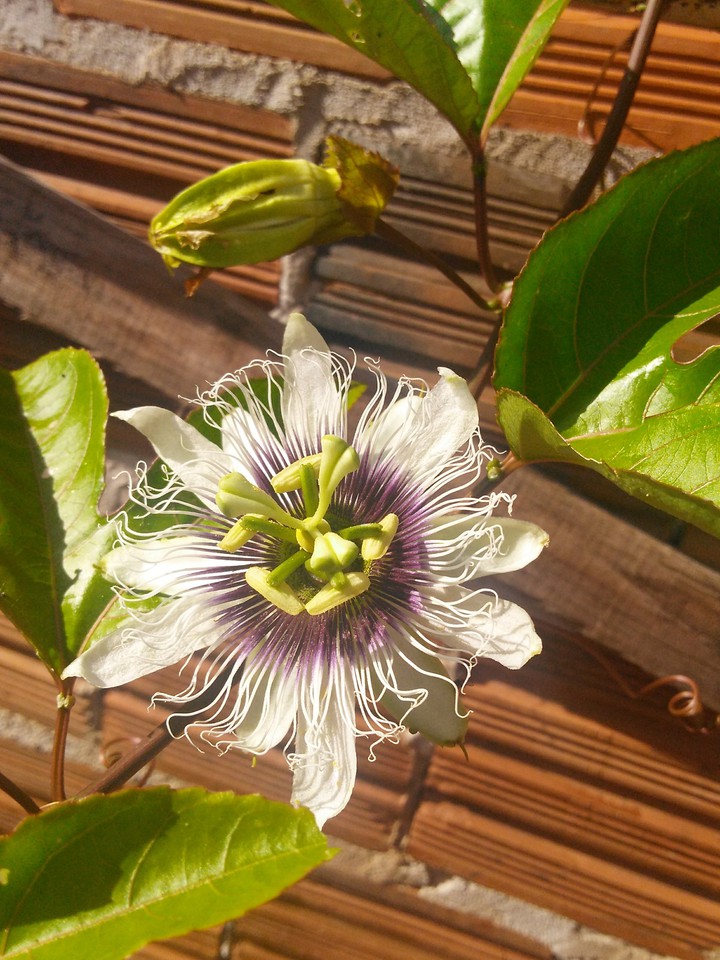 Flor de Maracujá