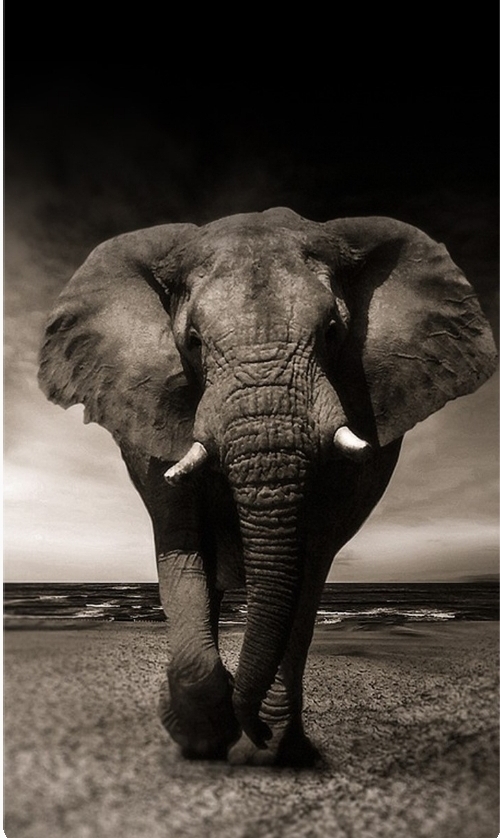 elephant