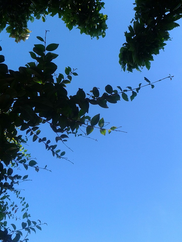 Céu azul e árvores