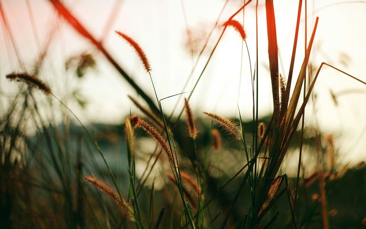 The Grass