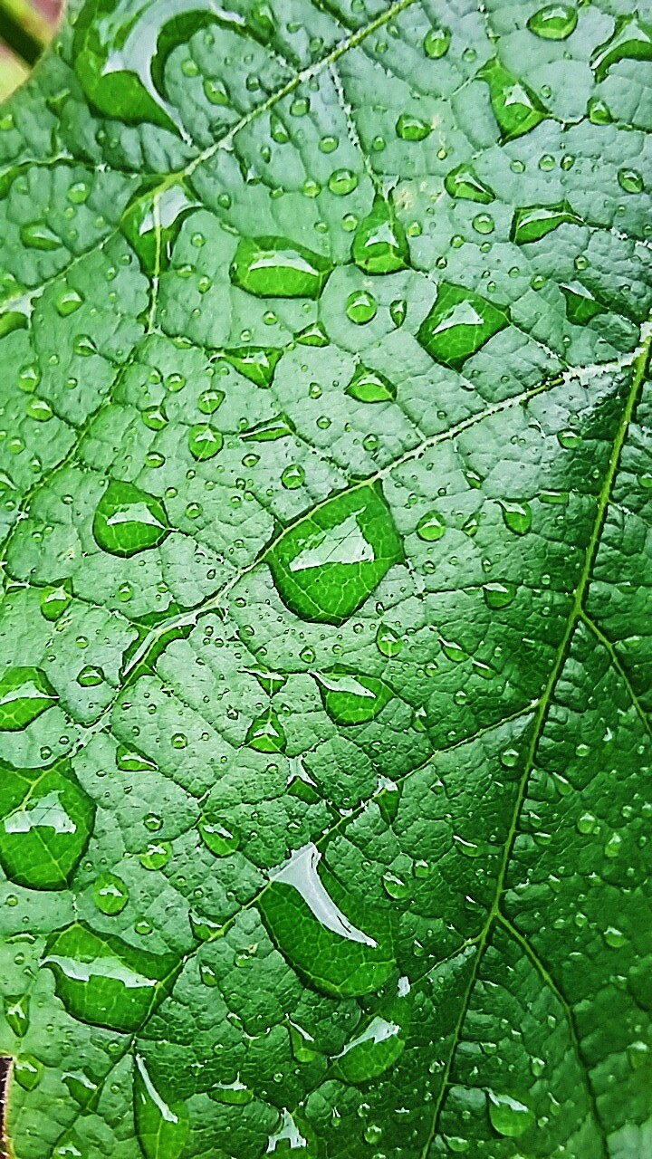 Raindrops