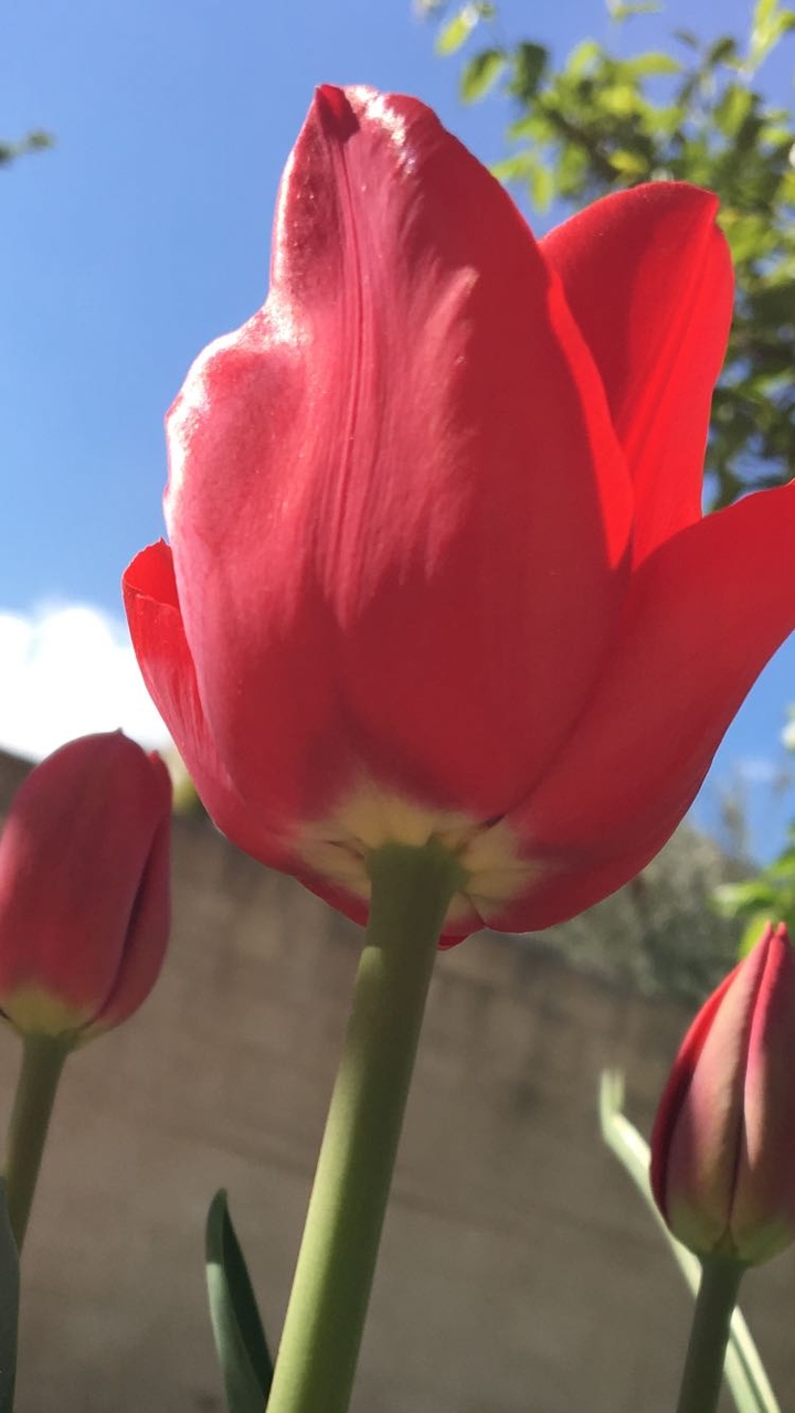 tulips