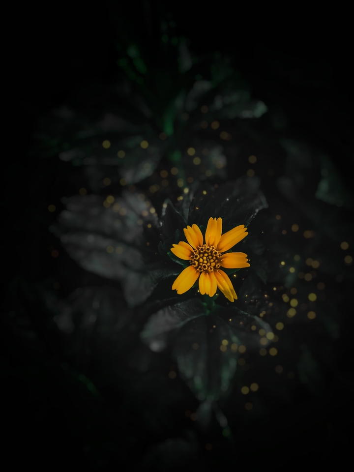 A Glowing flower