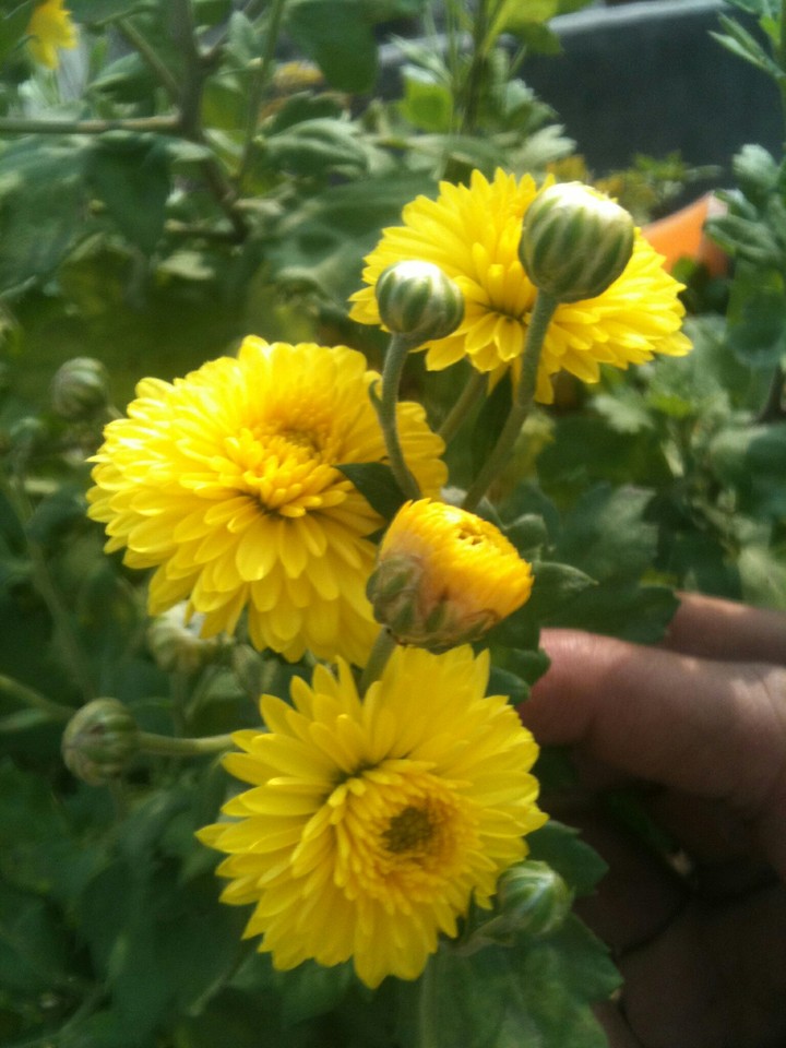 yellow... flowers...