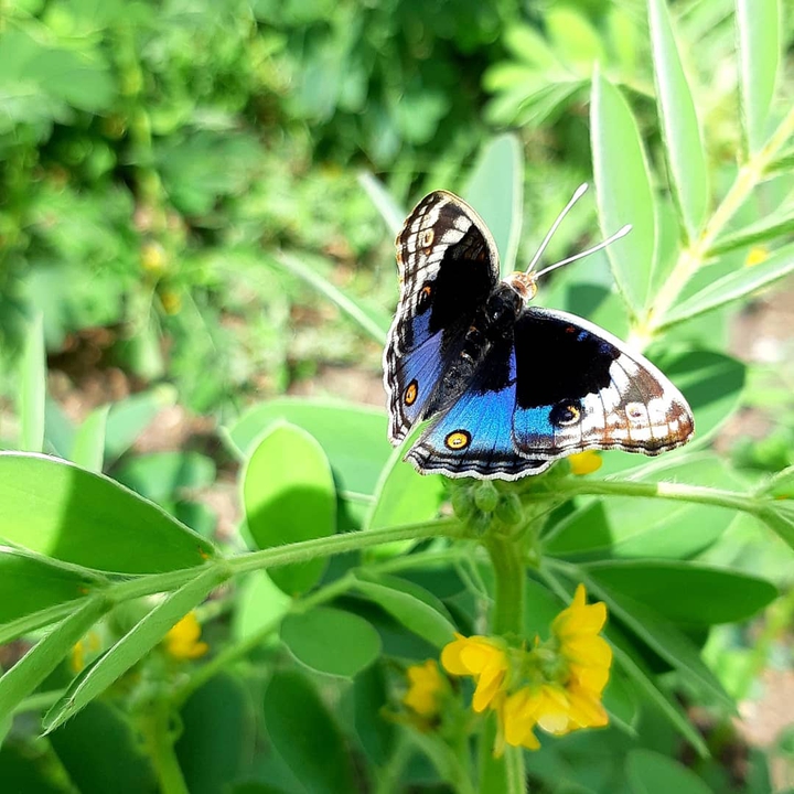 butterfly blue