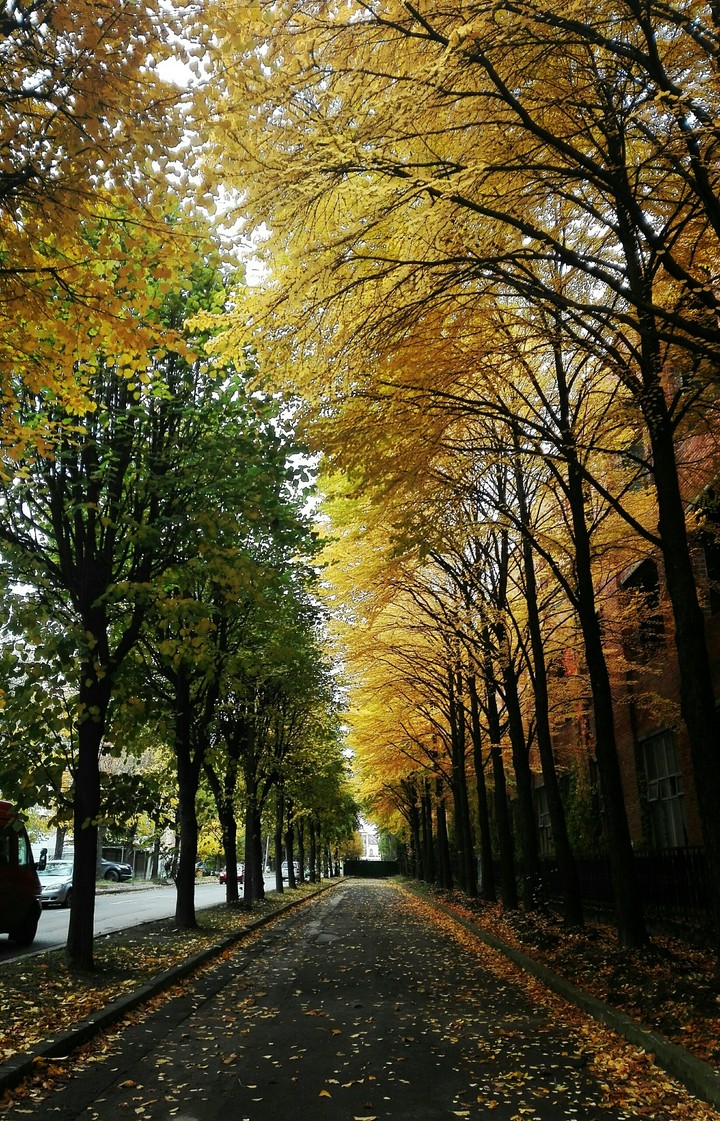Golden autumn