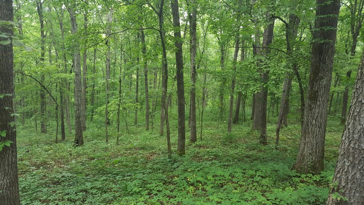 Nature's Greenery