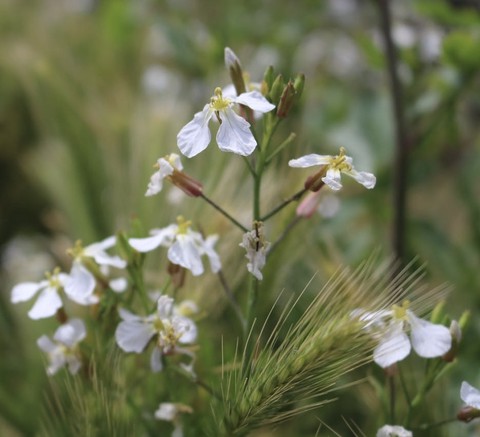 petal, euphrasia duvar kağıtları