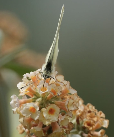 Close-up, plant achtergronden
