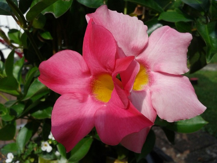 blumen