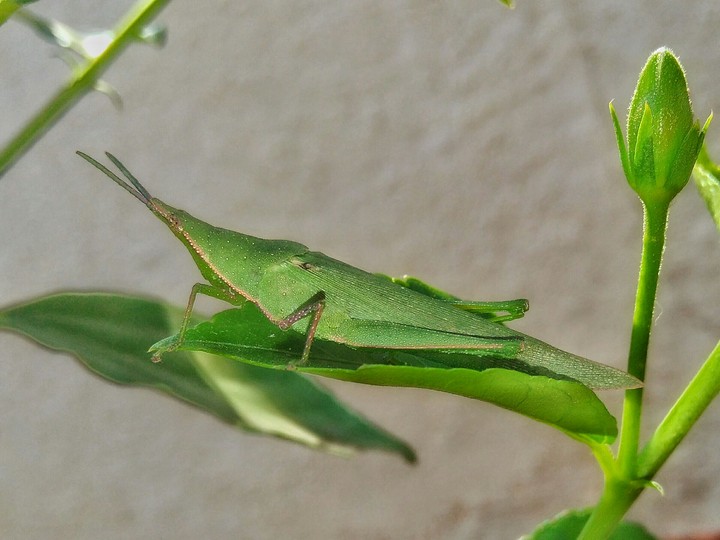 The Camouflaged Insect_HAC