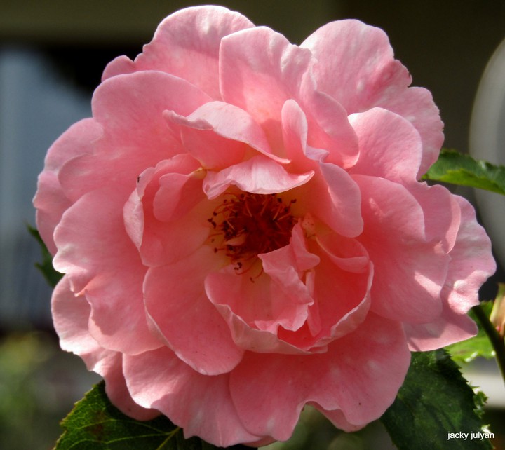 Salmon pink