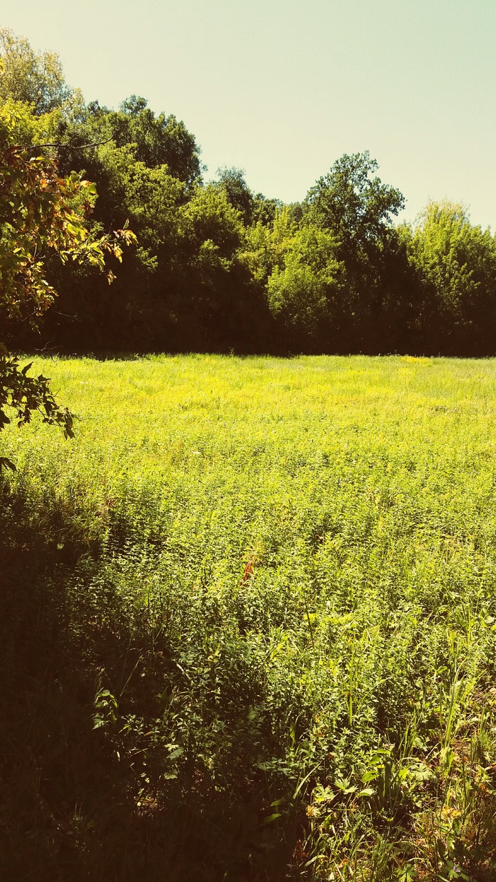 Чудесная лужайка ☺