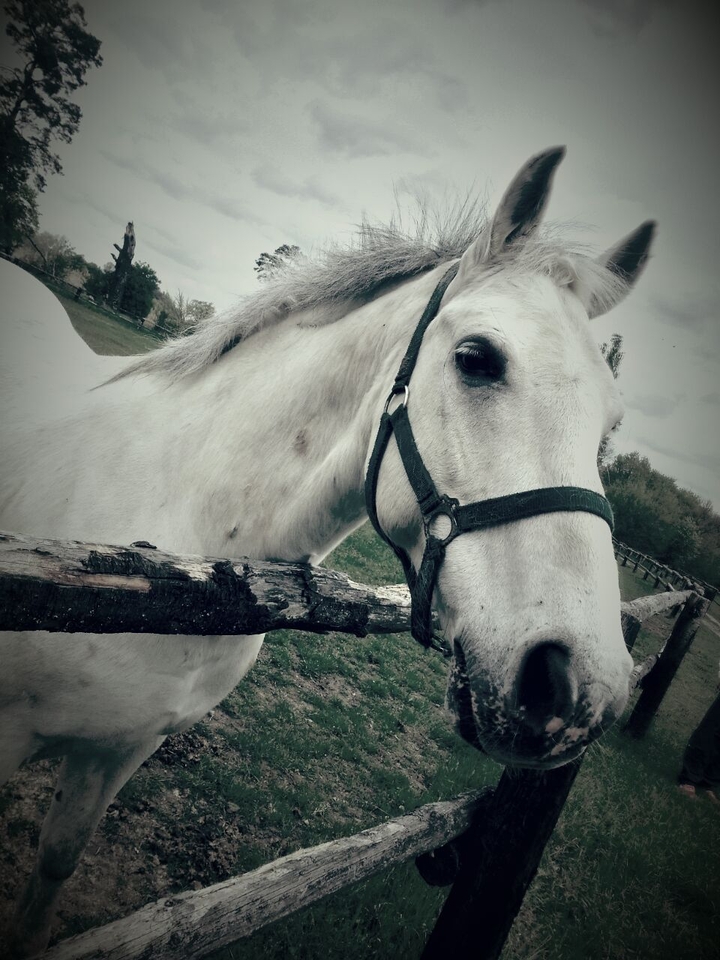horse
