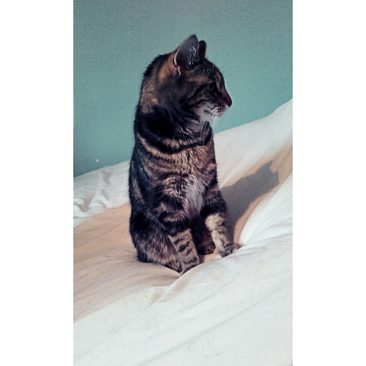 sexy cat
