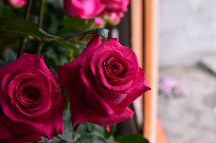 rosa