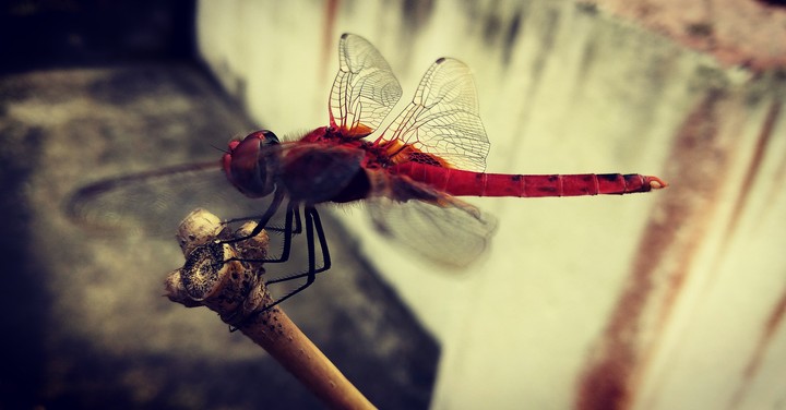 #Dragonfly