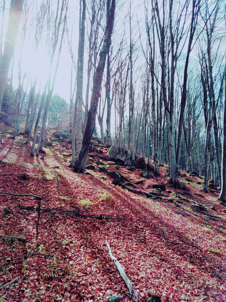 day in the forest