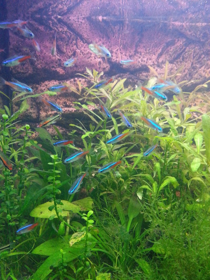 my fish