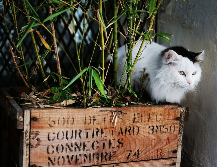 Chat