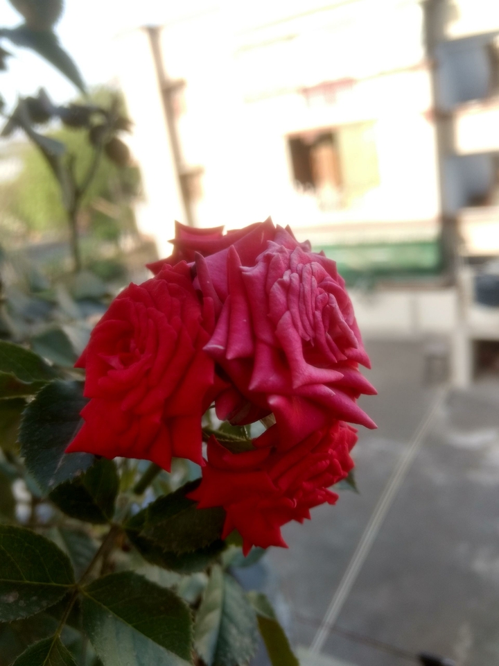 Rose