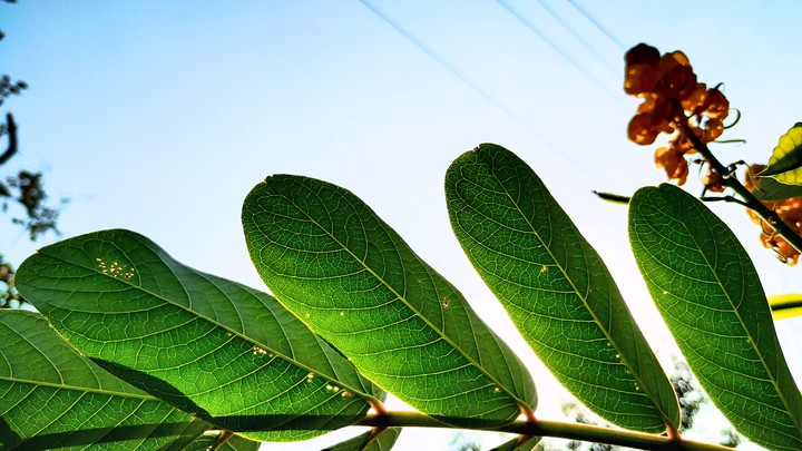 green leaf