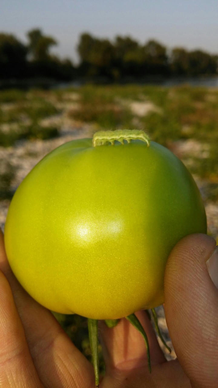 Tomato grows on the river bank without any human helps.