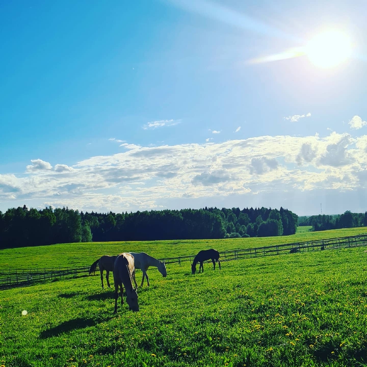 horses