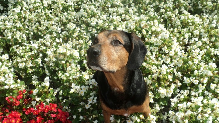 Dog Amazing power with beautiful flower power.