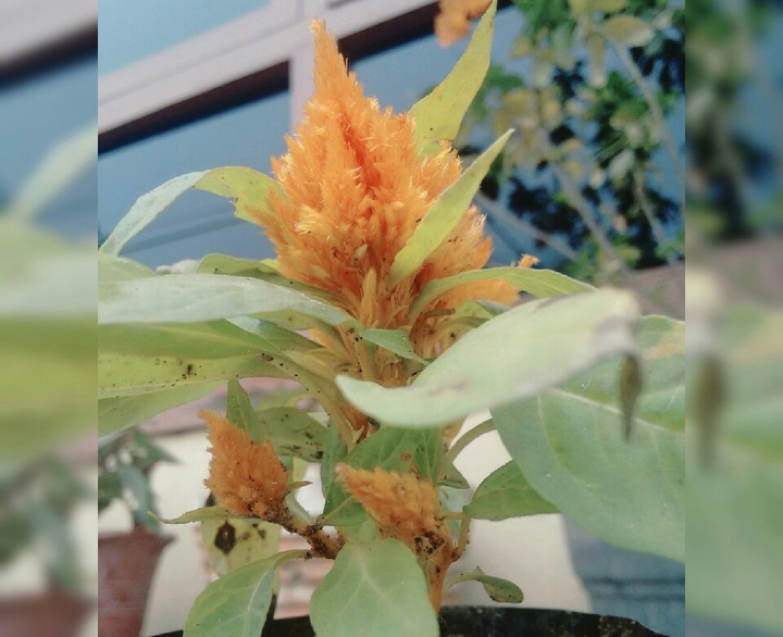 yellow