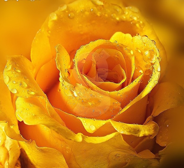 rose