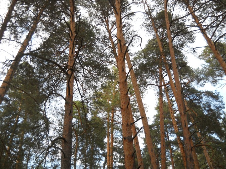 сосны