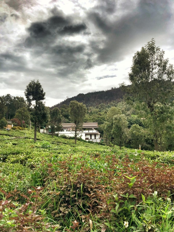 ooty