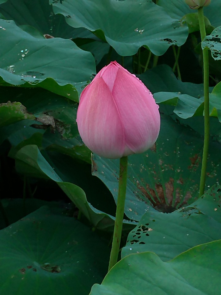 飽滿的待開蓮花
