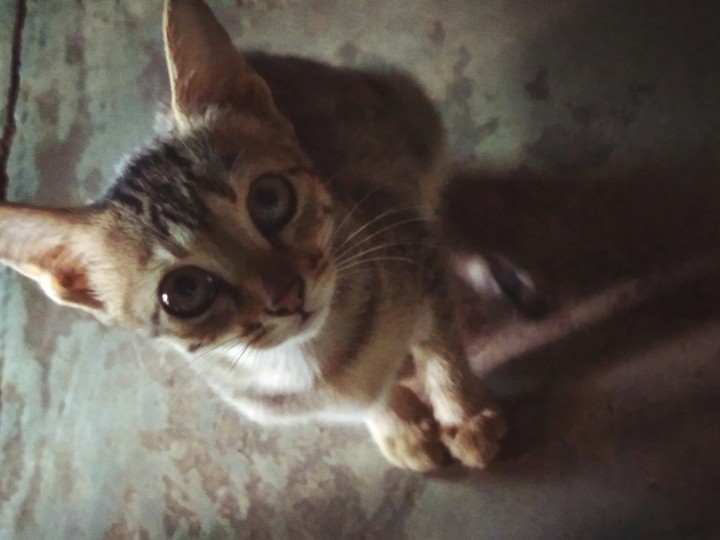 cat