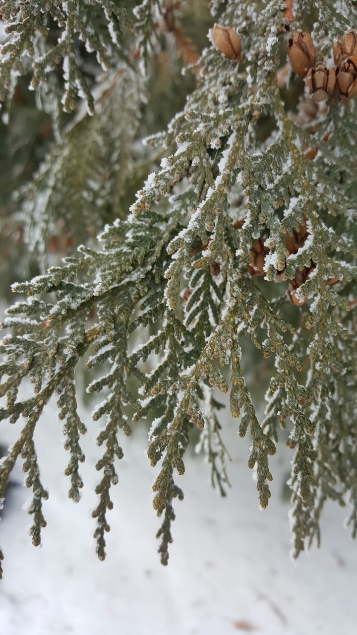 winter