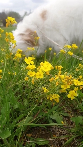my dog and I enjoying the fresh flowers ??