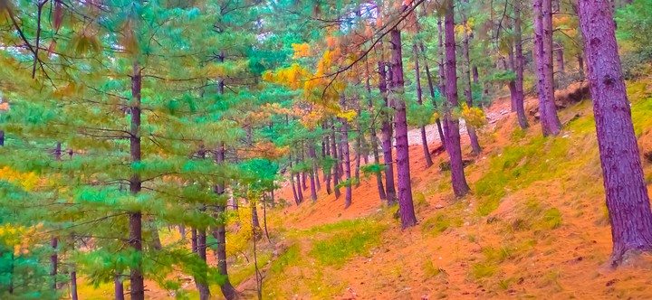 A forest of Cedrus Deodara