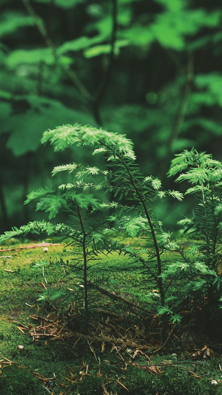 Forest
