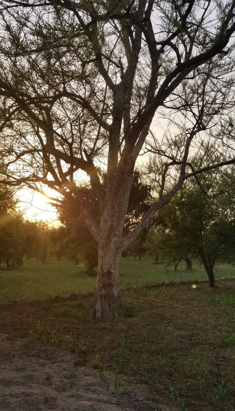 tree