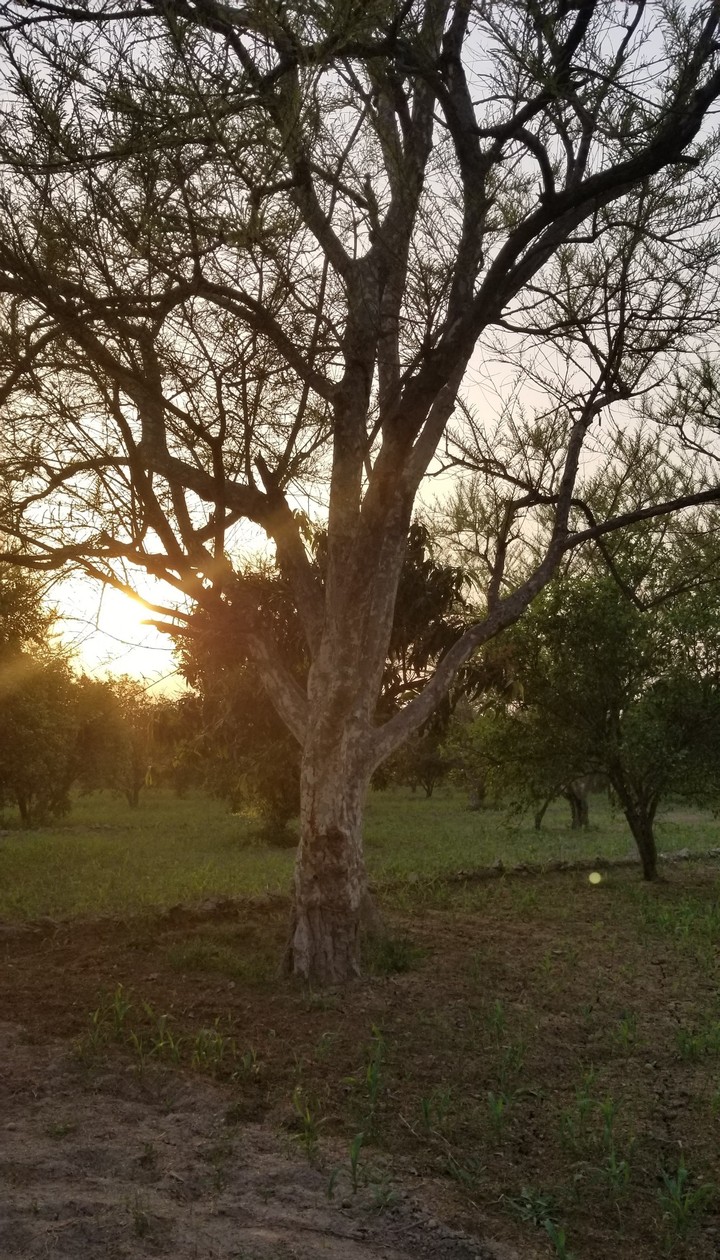 tree