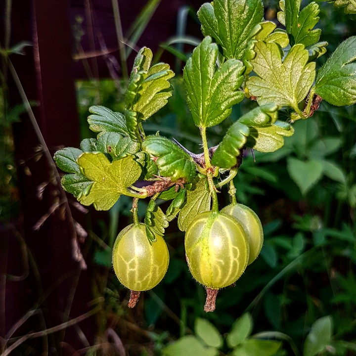 Gooseberry